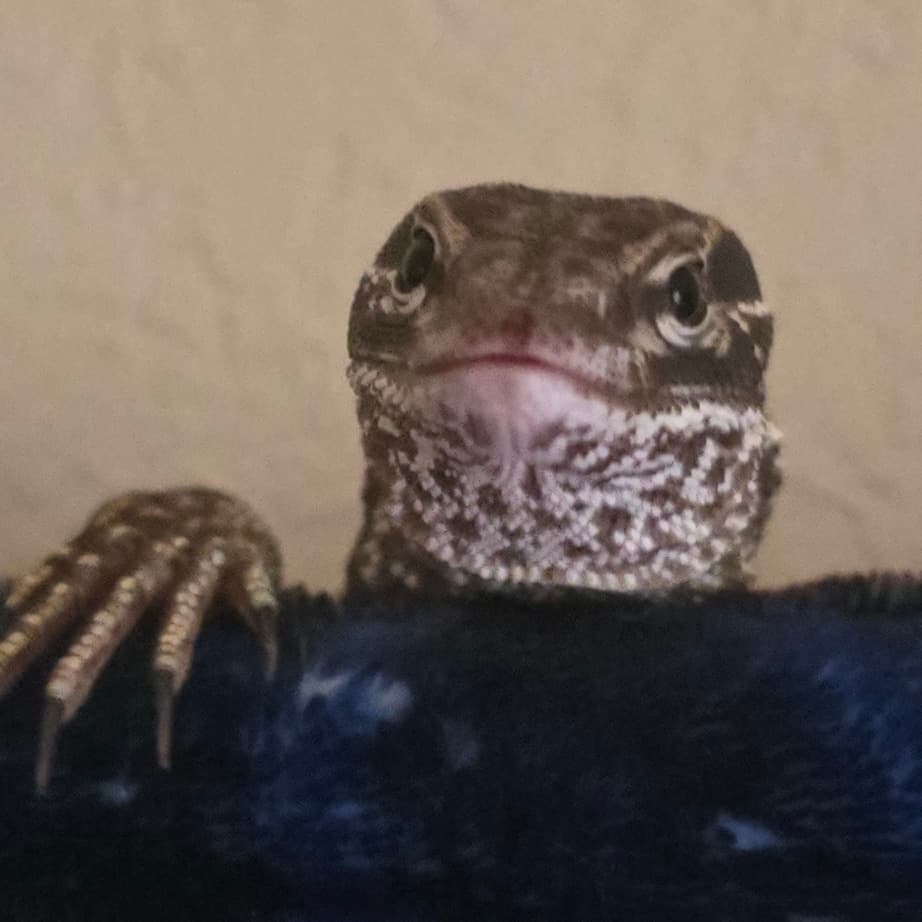 Biggs - Our Free-Range Ackie Monitor